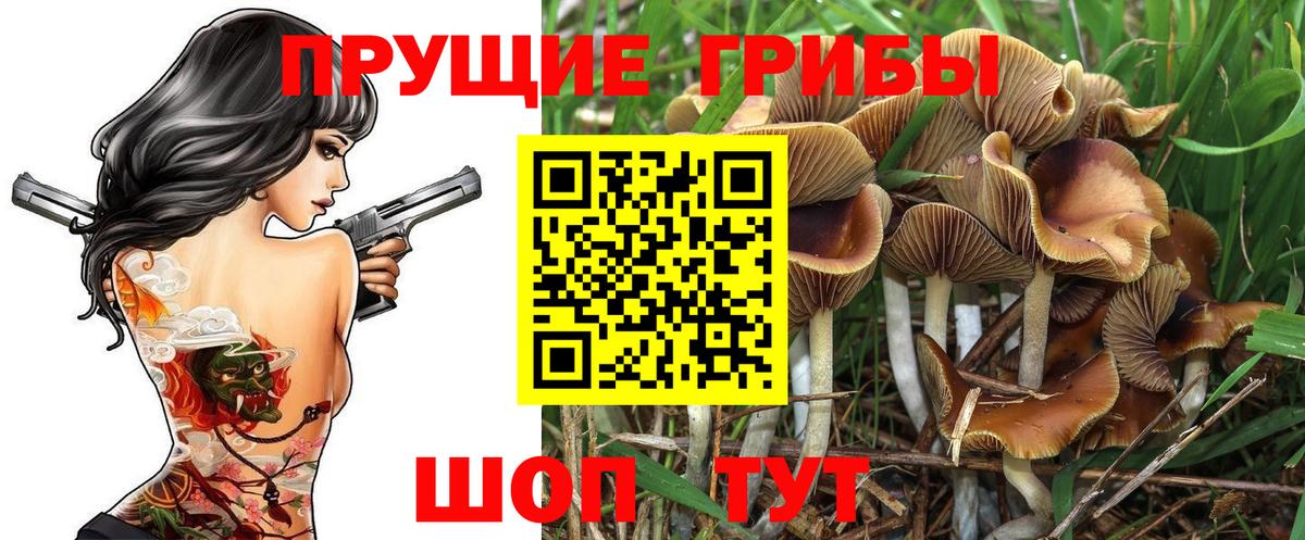 Псилоцибиновые грибы GOLDEN TEACHER Псков